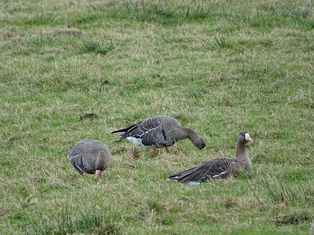 镰田大地：我预计玻利维亚会收缩防守，我们需要打出威胁进攻